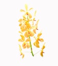 Orange mokara orchids stem isolated on white background. Yellow mokara orchid with dark brown spots Royalty Free Stock Photo