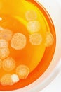 Orange mold fungus in glass bowl on white background