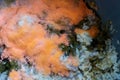 Orange moldy rice in the pot, Spoiled rice ,fungus in rice. It is rotten and has a bad smell.spores will germinate, forming thread