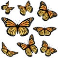 Orange Monarch Butterfly Royalty Free Stock Photo