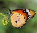 Orange monarch butterfly on a flower