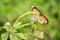 orange monarch butterfly on flower carpel