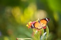 orange monarch butterfly on flower