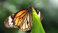 elegant orange monarch butterfly resting on a leaf. macro photography of this gracious and fragile Lepidoptera Royalty Free Stock Photo