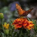 Orange Gulf Fritillary Butterfly On An Orange Marigold