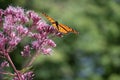 Orange monarch butterfly on a pink Spotted Joe-Pye Weed