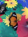 Orange Monarch Butterfly Royalty Free Stock Photo