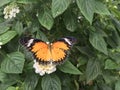 Orange Monarch Butterfly on a white flower