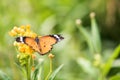 orange monarch butterfly on yellow flower Royalty Free Stock Photo