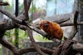 Orange monkey on a branch in captivity