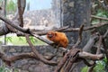 Orange monkey on a branch in captivity Royalty Free Stock Photo