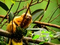 Orange monkey Royalty Free Stock Photo
