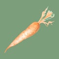 Orange monochrome carrot vegetable simple illustration sketch art vector