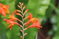 Montbretia flower in close up