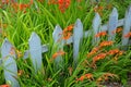 Orange montbretia flowers