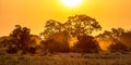 Orange morning light over savanna Royalty Free Stock Photo