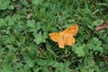 orange moth on a background of green meadow plants Royalty Free Stock Photo