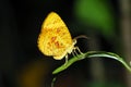 Orange moth butterfly Royalty Free Stock Photo