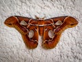 orange moth butterfly over light Royalty Free Stock Photo