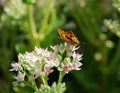 Orange moth on flower Royalty Free Stock Photo