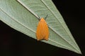 Orange moth on green leaf Royalty Free Stock Photo