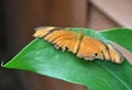 Orange Moth II Royalty Free Stock Photo