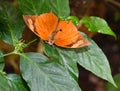 Orange Moth Royalty Free Stock Photo