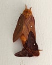 Oakworm Orange Moths Mating Royalty Free Stock Photo