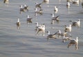 Orange mouth and black tail from group of white seagull background soft focus floating