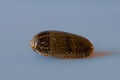 Orange-Mouthed Olive Shell. Olivia Sericea Roding Royalty Free Stock Photo