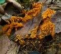 An orange moving plasmodium of a slime mold on a dead leaf