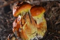 Orange mushroms a close up Royalty Free Stock Photo