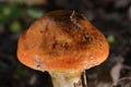 Orange mushroms a close up Royalty Free Stock Photo