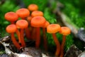 Orange mushroom Royalty Free Stock Photo