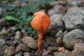 Orange Mushroom