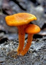 Orange mushroom