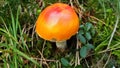 Orange Mushroom Amanita Muscaria Grows In Green Grass. Panorama