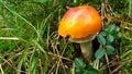 Orange Mushroom Amanita Muscaria Grows In Green Grass.