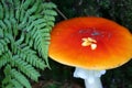 Beautiful orange capped Amanita Parcivolvata mushroom, also known as Ringless False Fly Amanita, Germany. Royalty Free Stock Photo