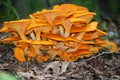 Orange Mushroom Colony Royalty Free Stock Photo