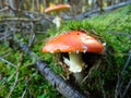 Orange mushroom covered with moss Royalty Free Stock Photo