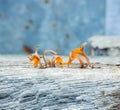 Orange mushroom on decay wood