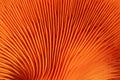 Orange mushroom gills