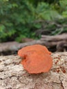 Orange mushroom growth on a dead tree Royalty Free Stock Photo