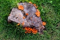 Orange mushroom growth on wood, Pycnoporus cinnabarinus, also kn