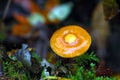 Orange Mushroom (Kuehneromyces mutabilis) in Forest