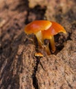 Orange Mushroom on log macro Royalty Free Stock Photo