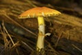 Orange Amanita Mushroom In Pine Needles In New Hampshire