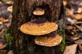 Orange Mushroom Tinder fungus close up, hoof fungus on tree stump in forest