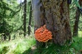 Orange mushroom on tree. Said Ganoderma